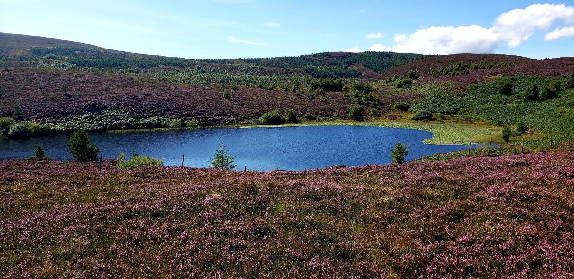 Highland Glen Lodges Rogart Exteriör bild